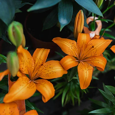 免费V2rayW - 11月6日19.8M/S|免费Singbox节点/Clash节点/Shadowrocket节点/V2ray节点/SSR节点免费节点订阅